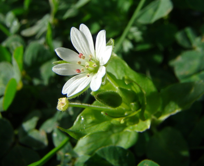 Stellaria neglecta / Centocchio a fiori grandi
